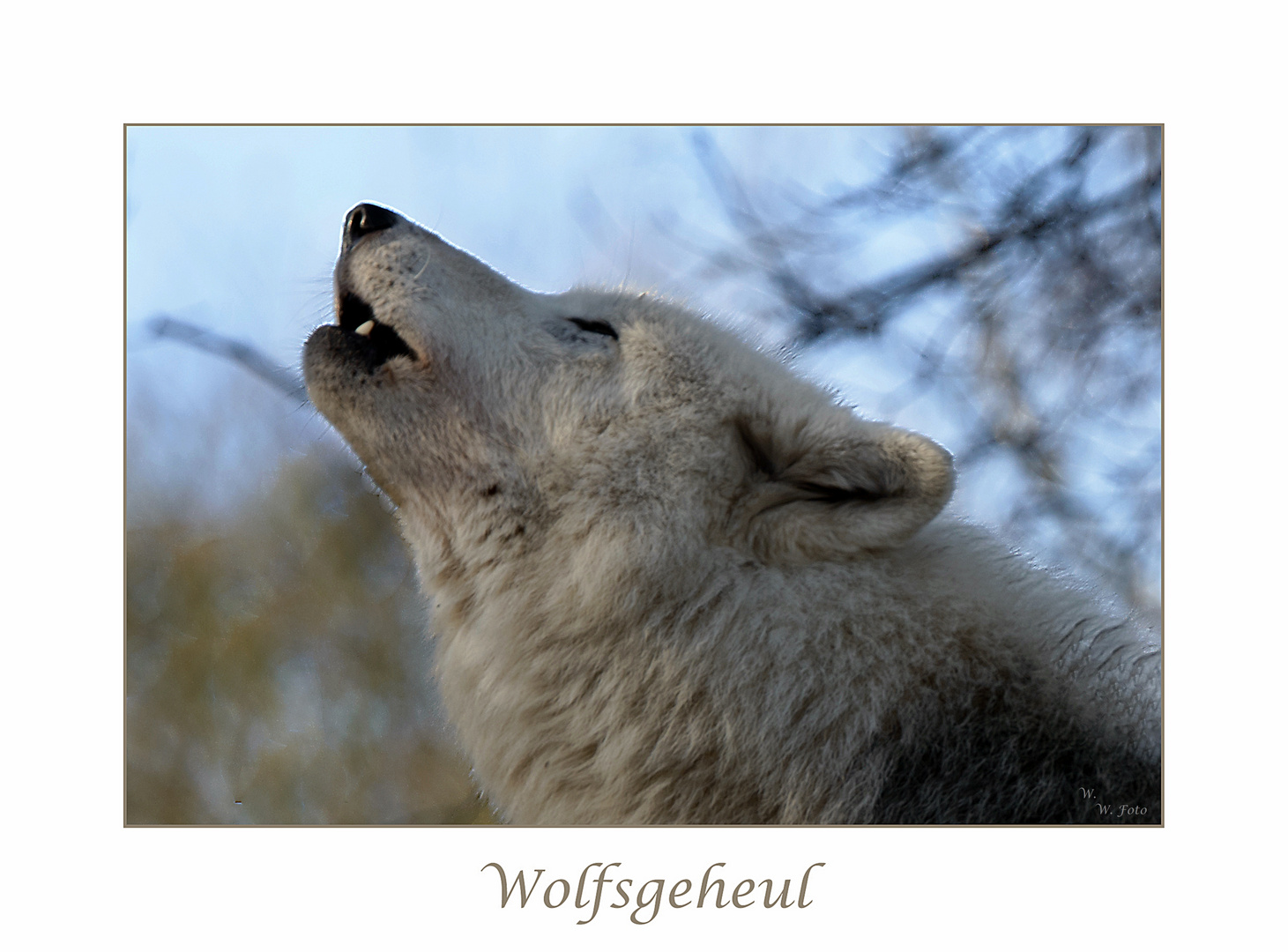 Wolfsgeheul