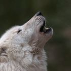 Wolfsgeheul....(2)