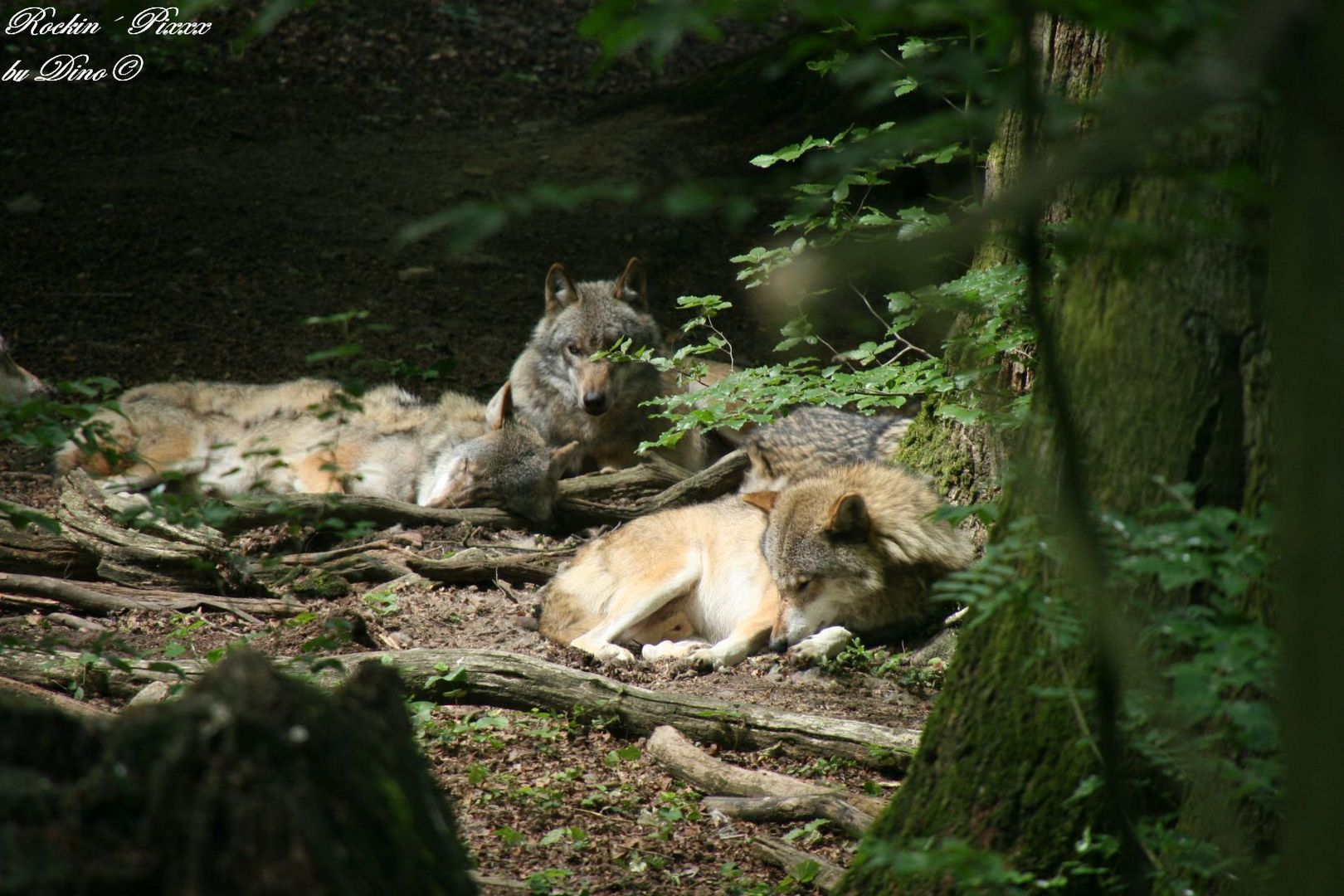 Wolfsgelage im Wolfsgehege