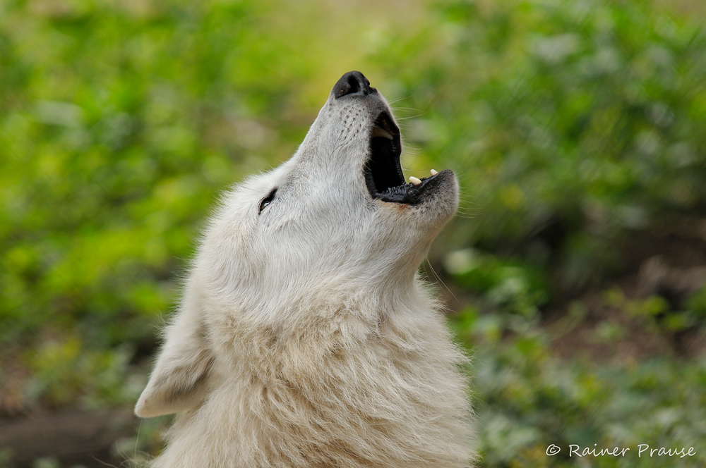 Wolfsgesang