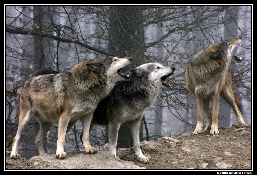 Wolfsgesang