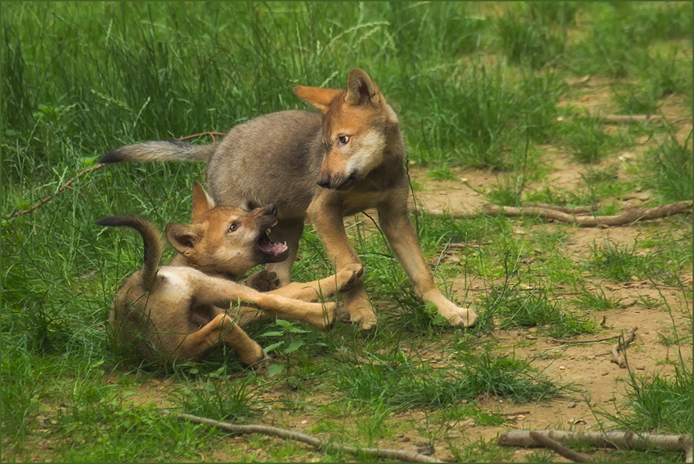 Wolfsgeschwister