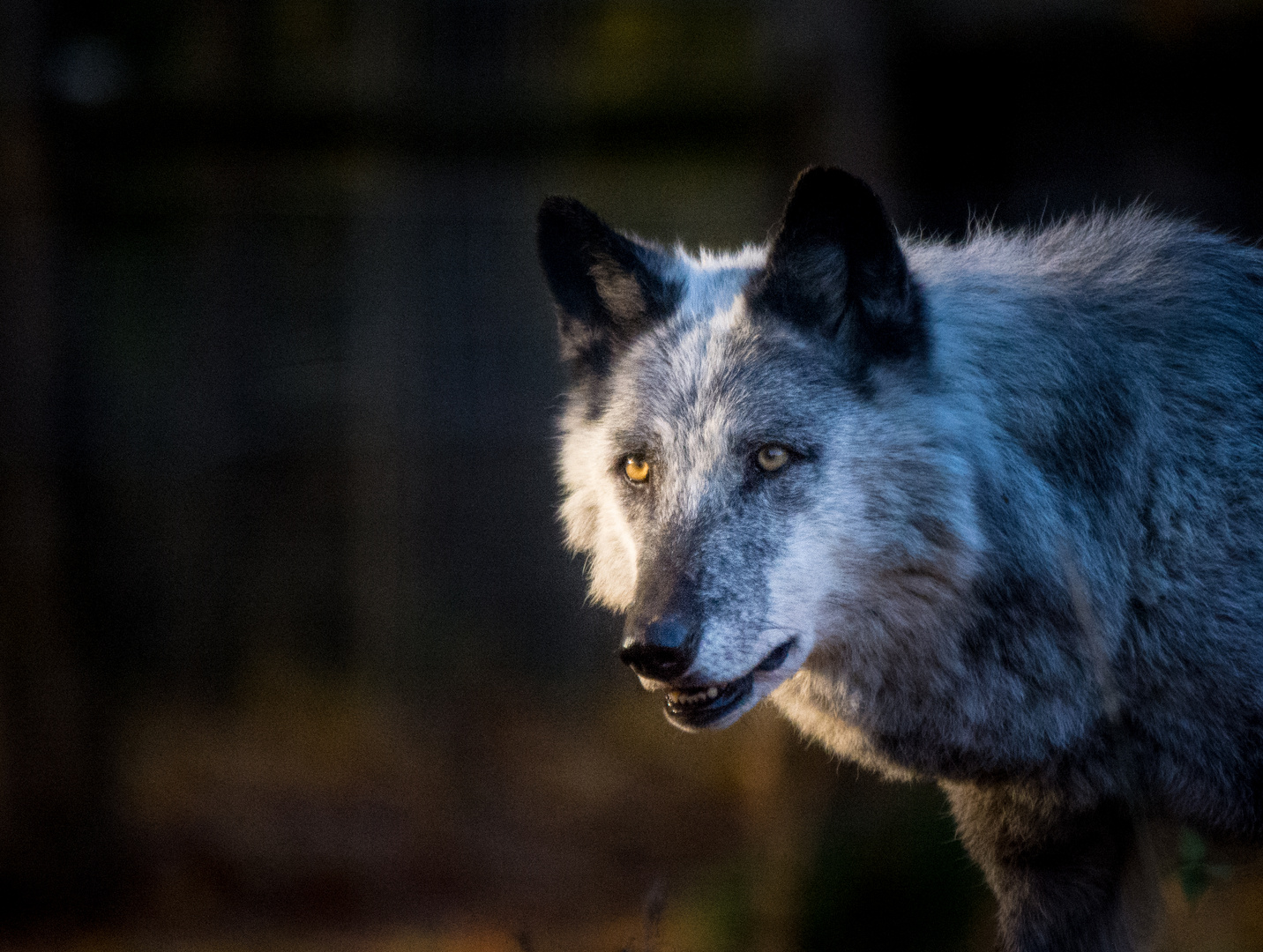 Wolfsgesicht