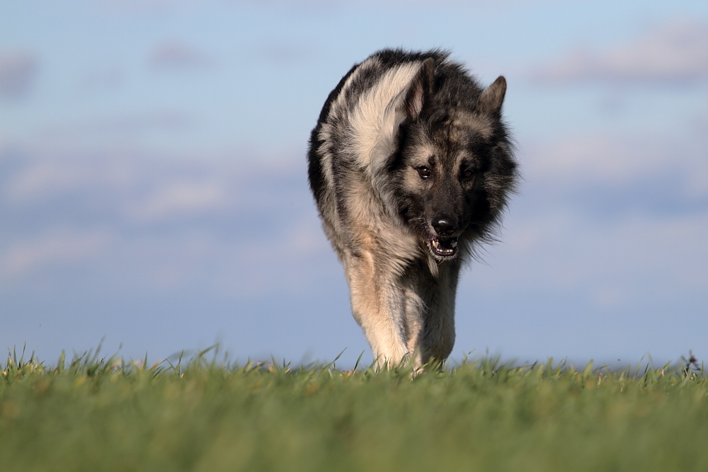 Wolfsgesicht