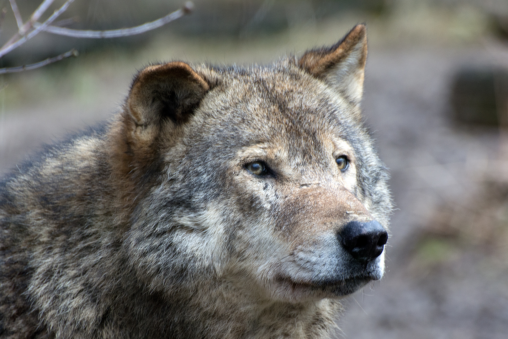 Wolfsgesicht