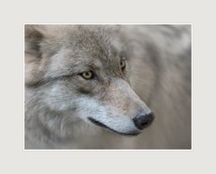 Wolfsgesicht