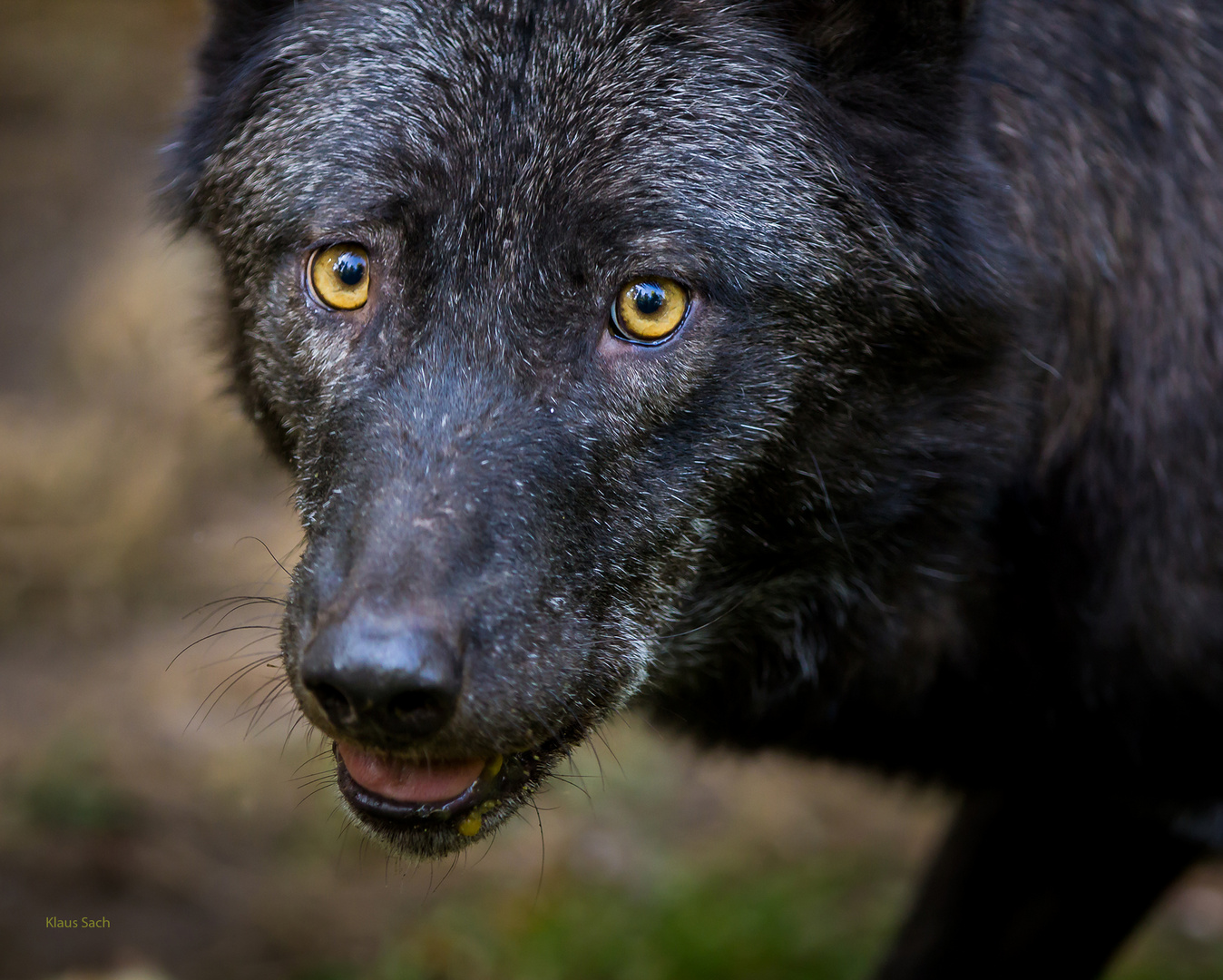 Wolfsgesicht