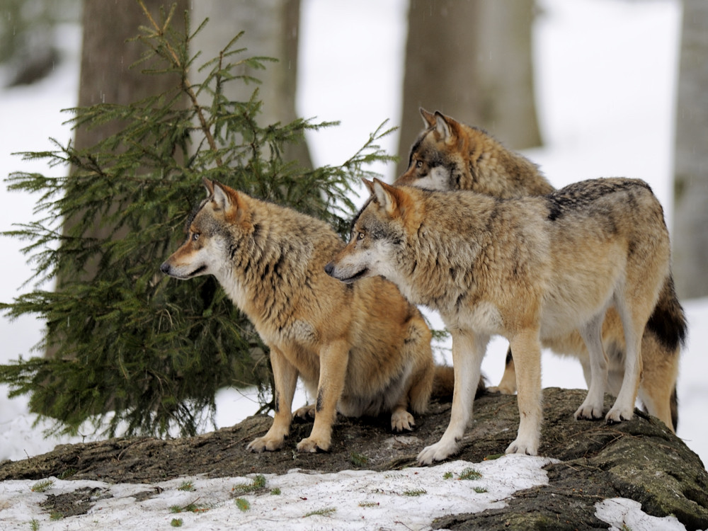 Wolfsgruppe