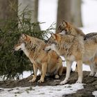 Wolfsgruppe