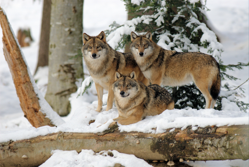 Wolfsgruppe im NP Bayrischer Wald