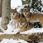 Wolfsgruppe im NP Bayrischer Wald