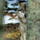 Wolfshalbporträt, Gehegezone 1, NP Bayerischer Wald