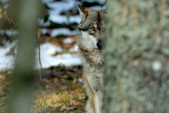 Wolfshalbporträt, Gehegezone 1, NP Bayerischer Wald