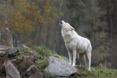 Wolfsheulen