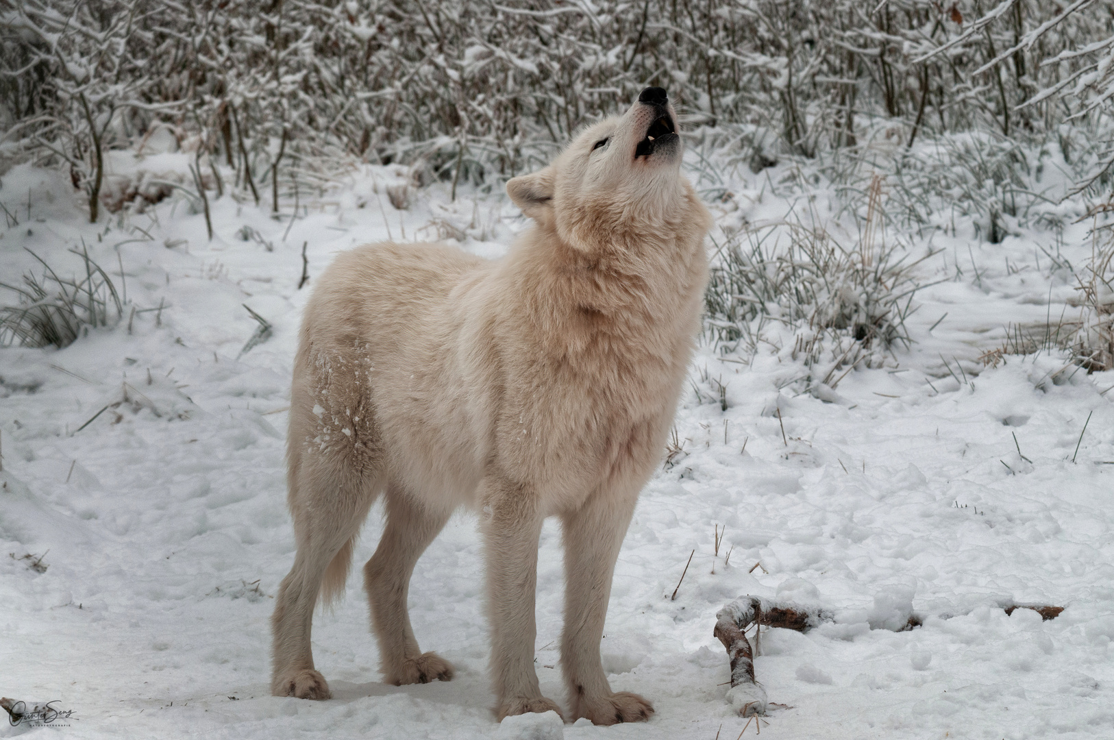 Wolfsheulen im Schnee