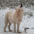 Wolfsheulen im Schnee