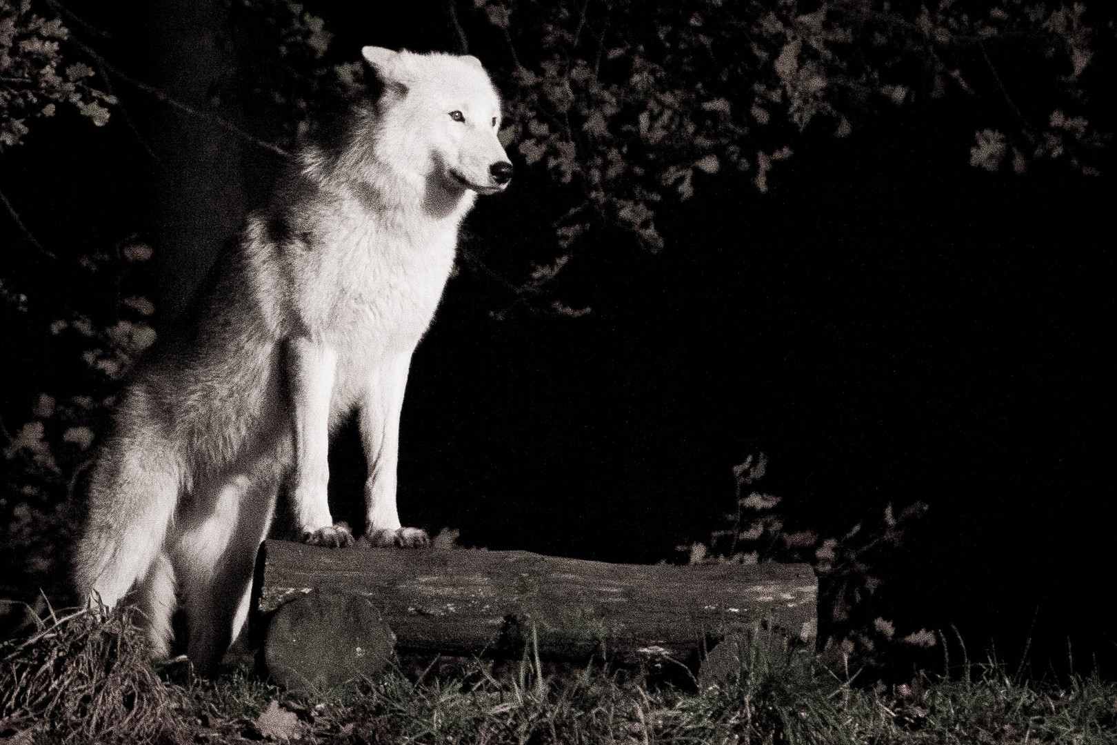 Wolfsheulen im Wildpark Alte Fasanerie Hanau