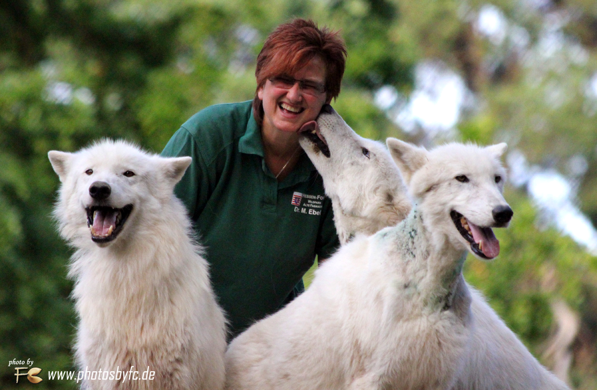 Wolfsheulen (Polarwolf) - Wildpark Hanau Klein-Auheim - Photos by FC - Jeannette Dewald