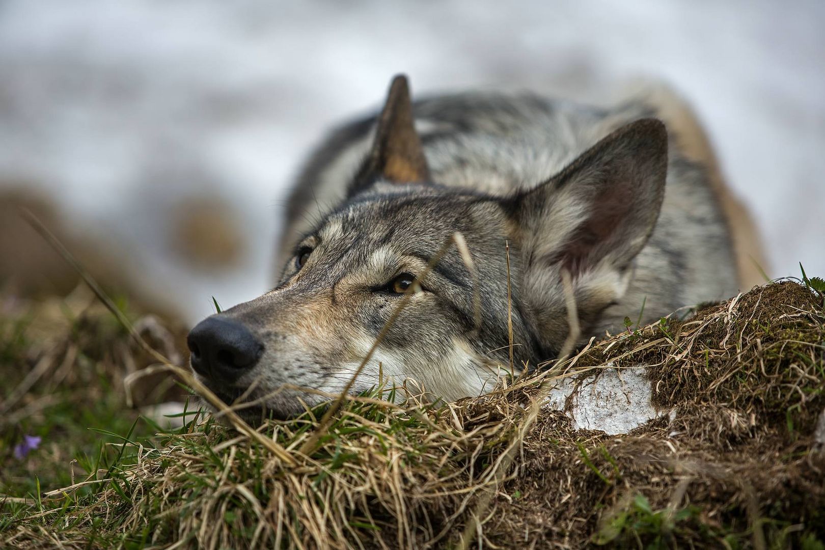 Wolfshund Foto & Bild | tiere, wolf, natur Bilder auf ...
