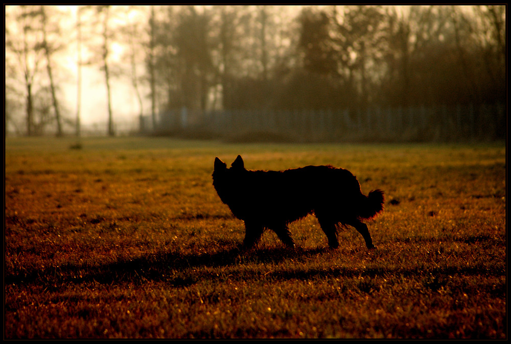 Wolfshund