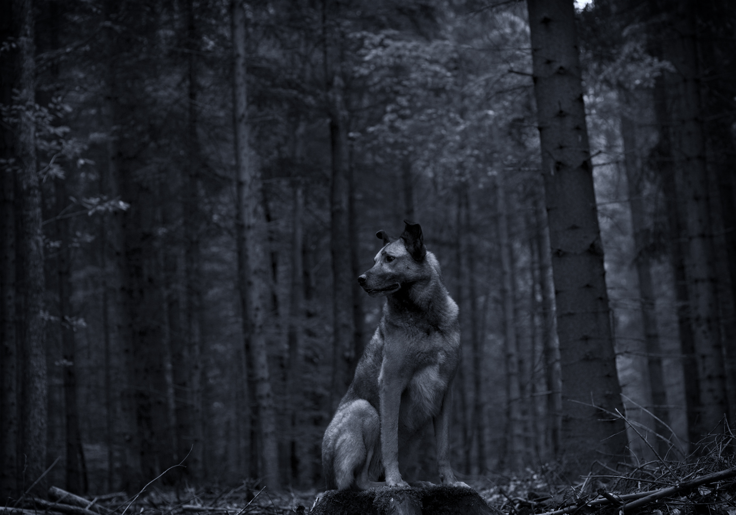 Wolfshund im Wald 2