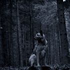 Wolfshund im Wald 2