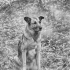 Wolfshund im Wald 3