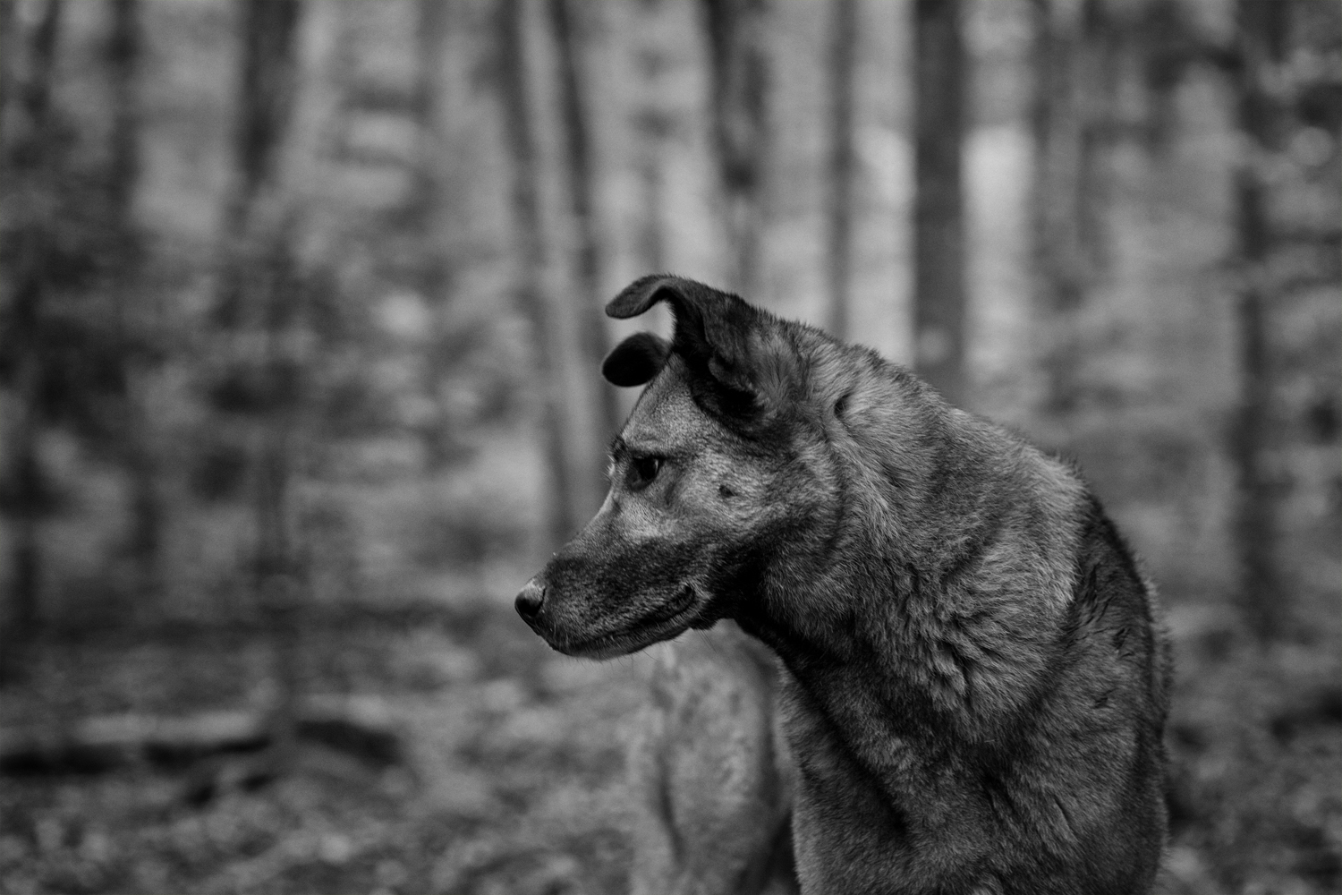 Wolfshund im Wald 4