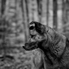 Wolfshund im Wald 4