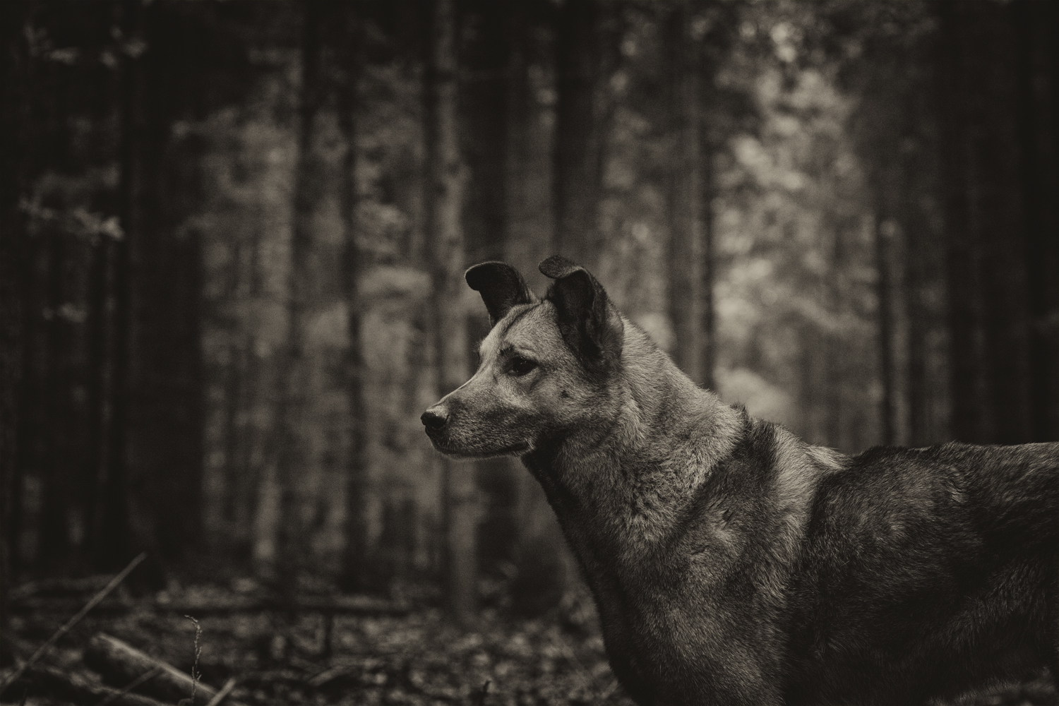 Wolfshund im Wald