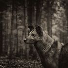 Wolfshund im Wald