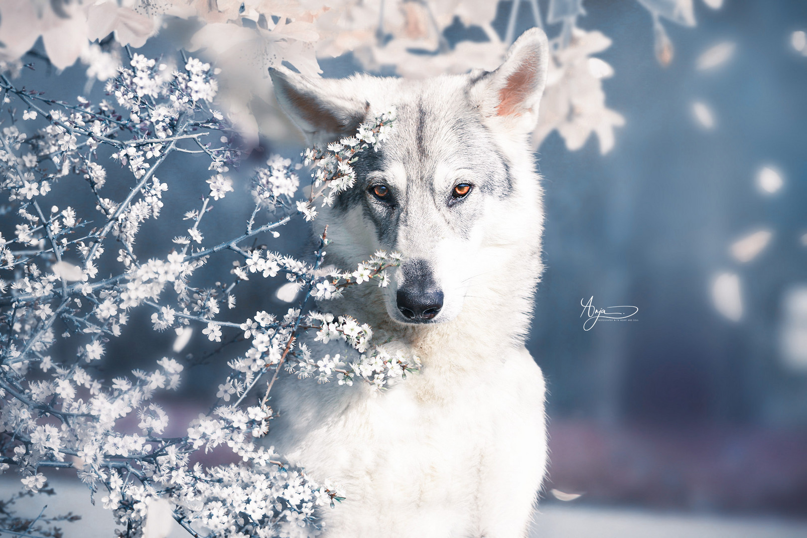 Wolfshund in der Kirschblüte