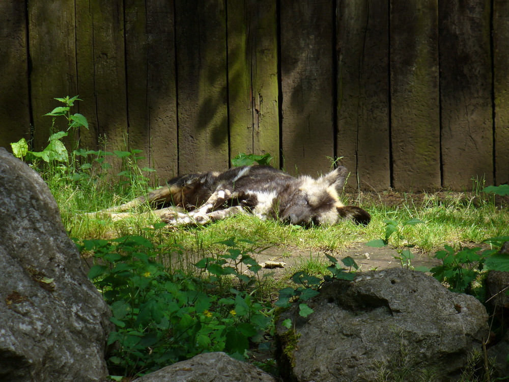 Wolfshund (Träge in der Sonne liegend)