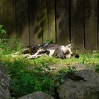 Wolfshund (Träge in der Sonne liegend)