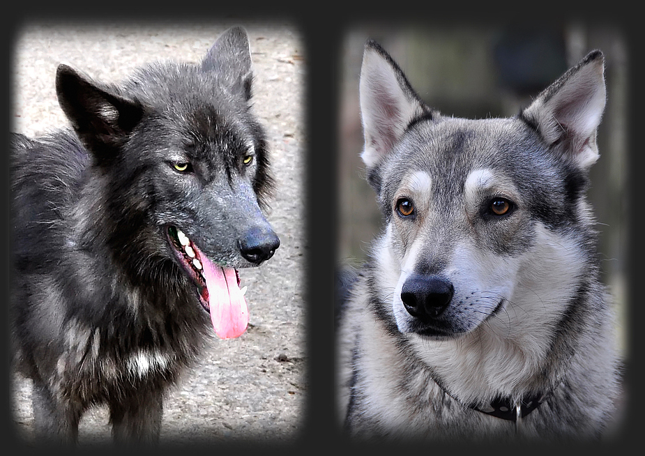 Hybrid Hund Hybrid Hund