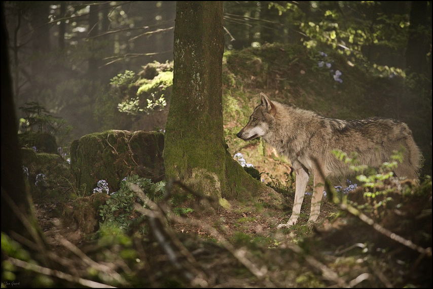 Wolfshunger lässt Wolfszähne wachsen