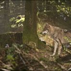 Wolfshunger lässt Wolfszähne wachsen