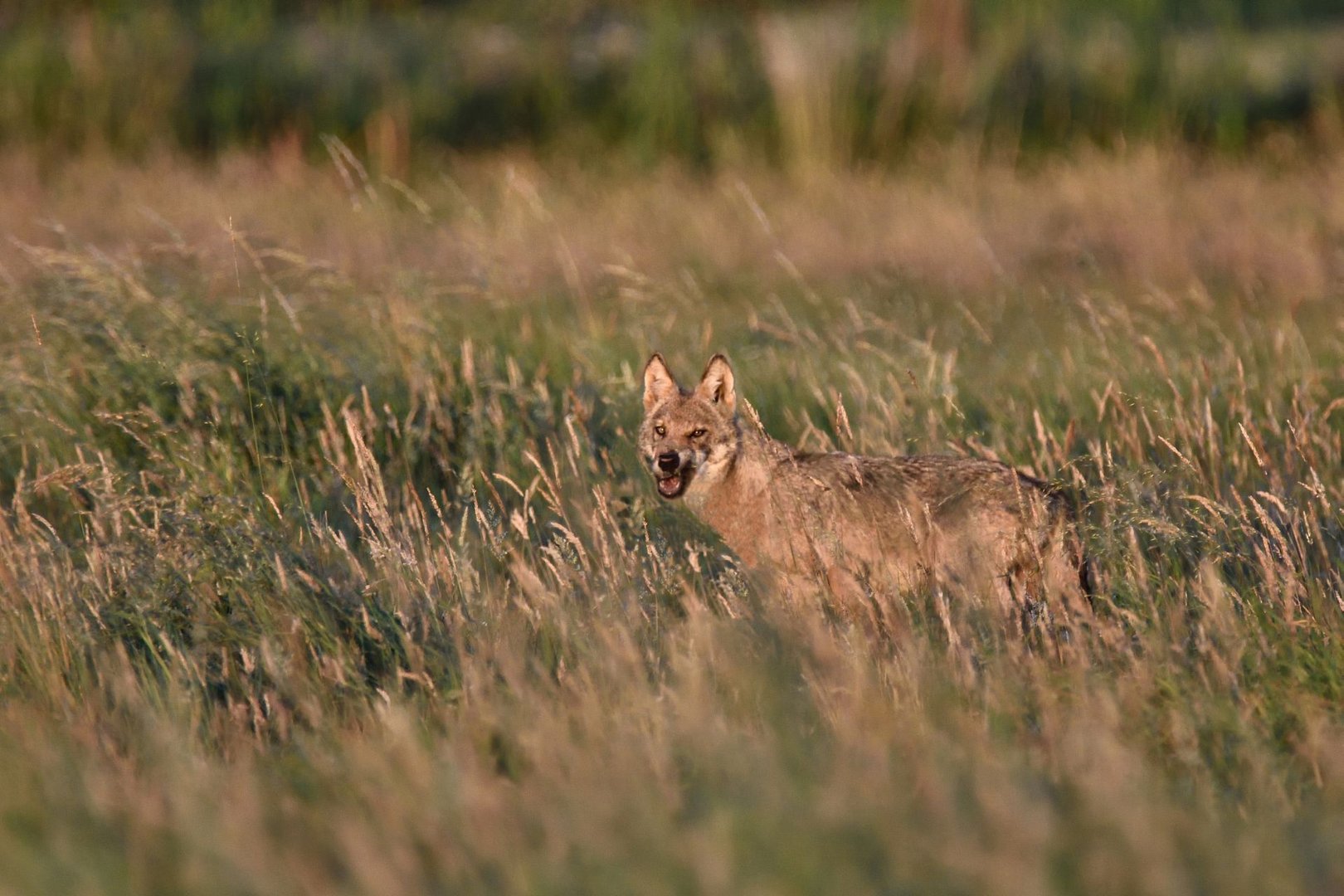 Wolfsjährling beim Mäusefang