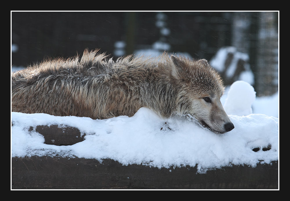 Wolfskälte