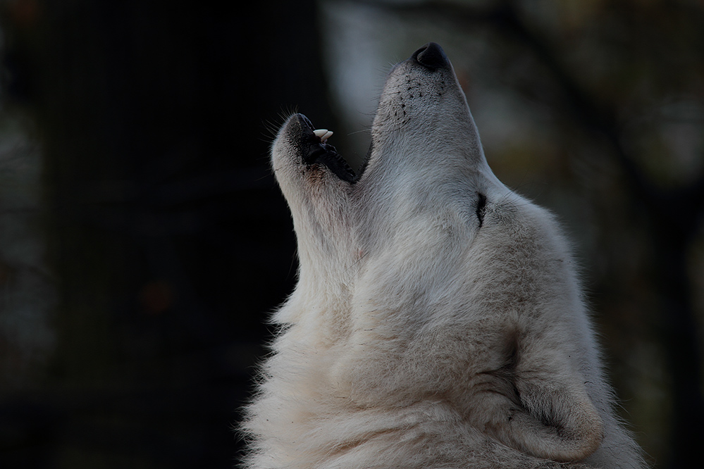 Wolfsklassiker reload in Farbe