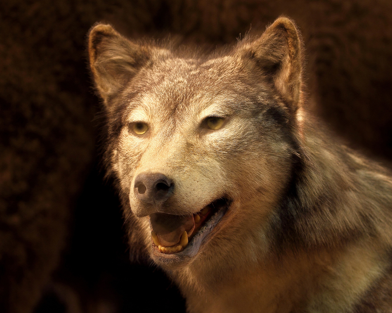 Wolfskopf Foto & Bild tiere, tierdetails, peter Bilder auf