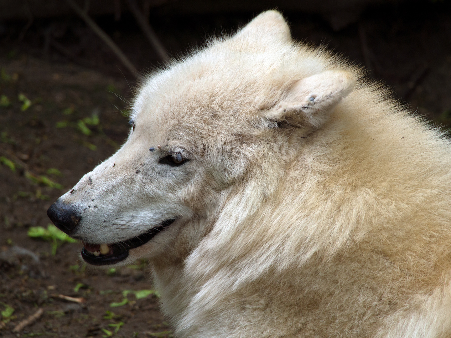 wolfslächeln