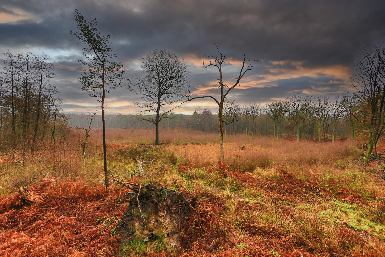 Wolfsland