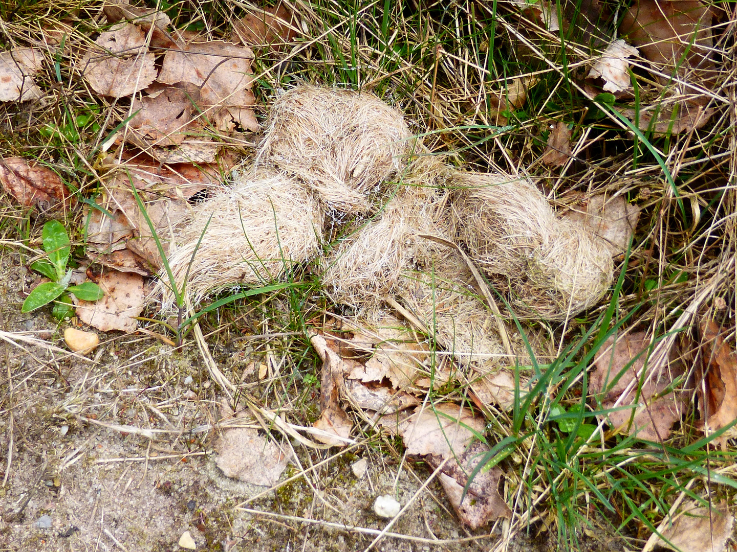 Wolfslosung, die als Reviermarkierung dient