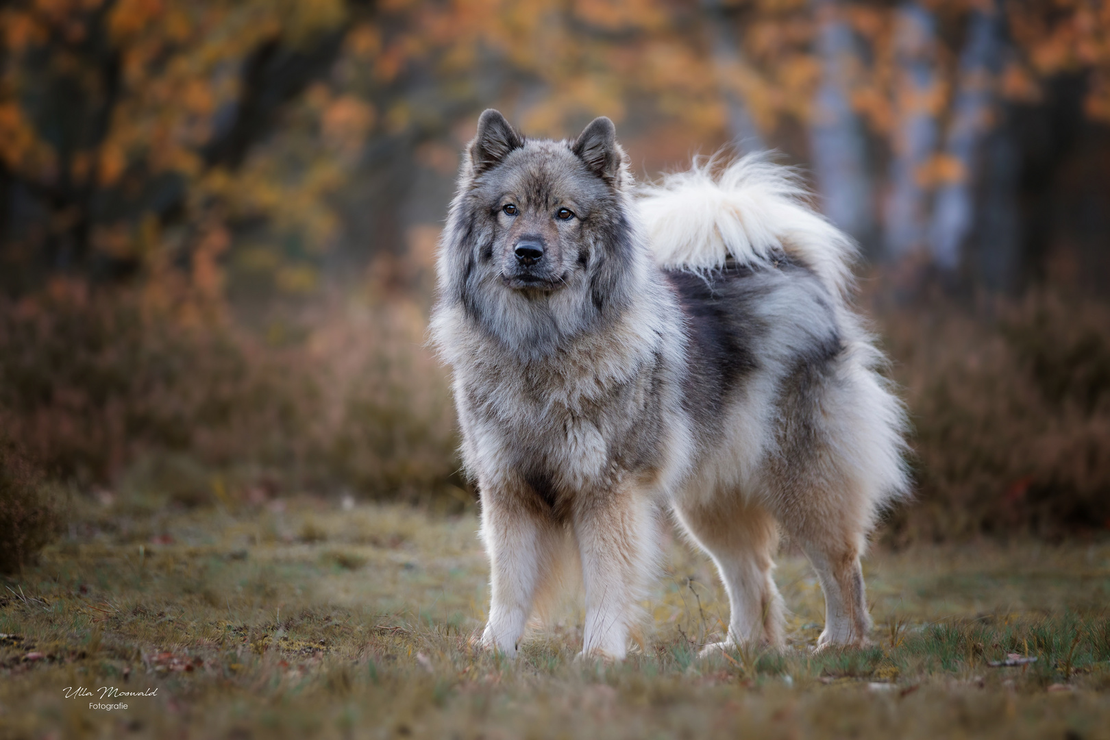 ...Wolfsmädchen...