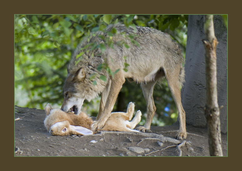 Wolfsmahlzeit