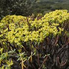 Wolfsmilch Euphorbia obtusifolia