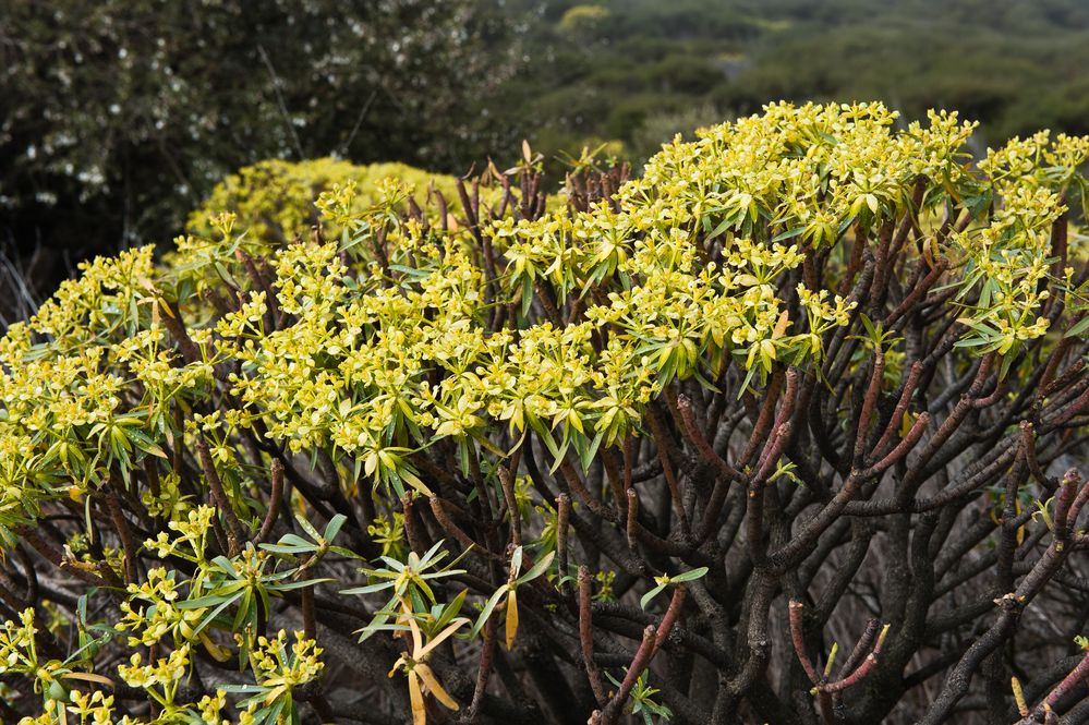 Wolfsmilch Euphorbia obtusifolia