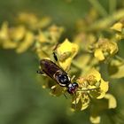 ~~~ Wolfsmilch - Fliegenbesuch ~~~