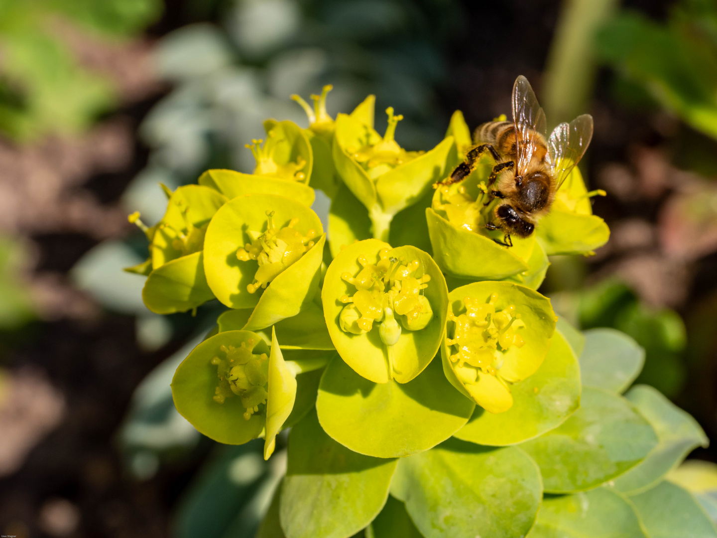 Wolfsmilch mit Bienchen